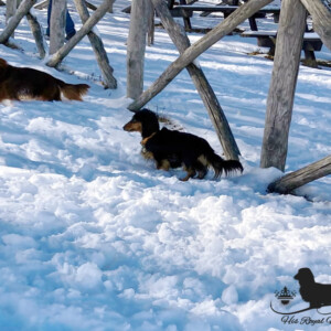 Bassotti sulla neve